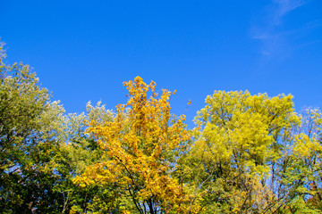 Fototapeta premium Autumn trees
