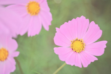 秋の花コスモス