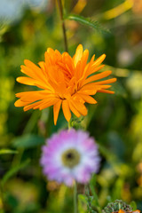 Yellow garden flower