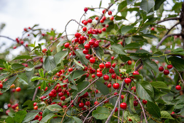 ripe sour cherries on the tree