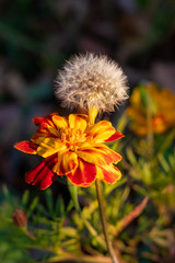 Garden flower and dandelion