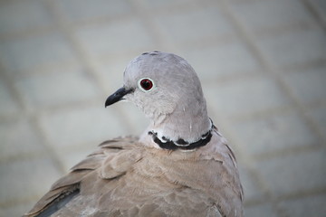 Pigeon
