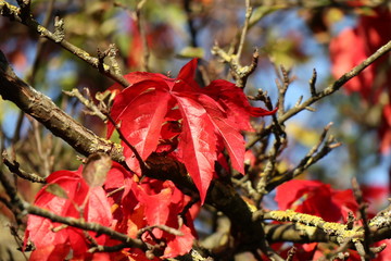Blatt im Herbst