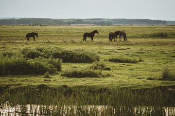 horses grazing in field