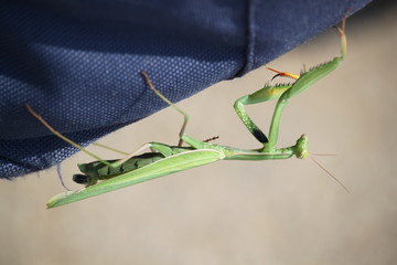 Prayng mantis