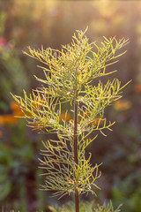 Small leaves in the sun