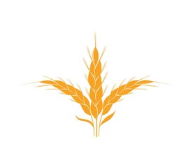 Fototapeta premium Agriculture wheat vector Illustration design template