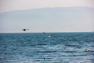 Sea Birds