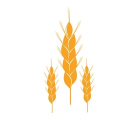 Agriculture wheat vector Illustration design template