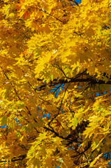 Autumn background with golden yellow foliage.