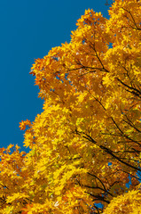 Bright yellow orange leaves maple against blue sky