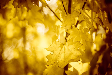 Warm autumn forest with maple trees. Yellow leaves with beautiful sunlight.