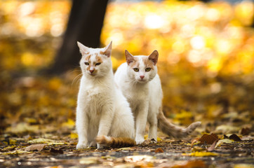 Two brother cats on autumn bright background