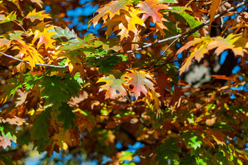 Bright yellow-red oak leaves against blue sky.