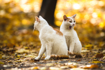 One cat yawns next to another on an autumn background with orange leaves