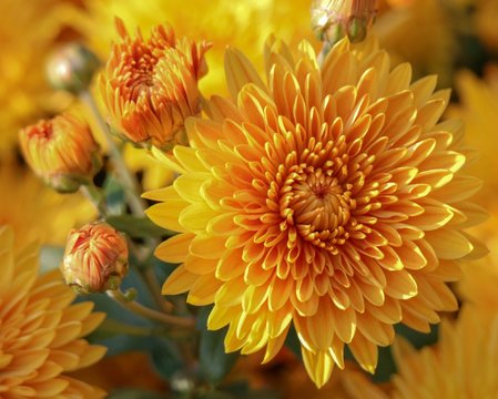 Golden Chrysanthemums in Autumn season