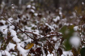 Bare scary branches of autumn-winter trees. Graphic black and white background