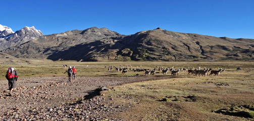 Trekkind dans le Nevado Ausangate, montagne de la cordillère de Vilcanota dans les Andes, au Pérou