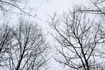 Bare scary branches of autumn-winter trees. Graphic black and white background