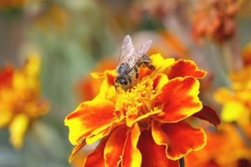 The bee on the tagetes flower is close-up. Tagetes. Asteraceae, Compositae Family. 