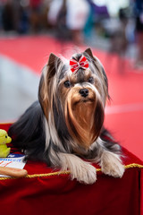 Portrait of a Yorkshire Terrier Show Class at a Dog Show
