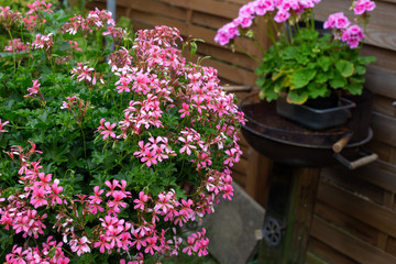beautiful geraniums in a pot in the garden