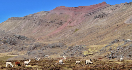 Trekkind dans le Nevado Ausangate, montagne de la cordillère de Vilcanota dans les Andes, au Pérou