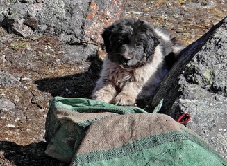 Chiot des montagnes dans la cordillère des Andes au Pérou