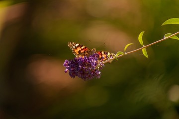 Butterfly in the garden