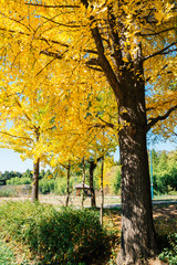 Fototapeta na wymiar Yellow ginkgo tree at Incheon Grand Park in Korea