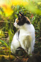 Fototapeta premium Vertical photo of a calico cat in profile on a background of thick autumn grass