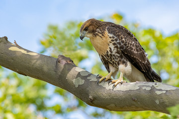 A Red-tailed Hawk perched on a branch.