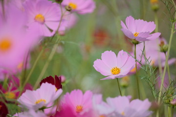秋の花コスモス
