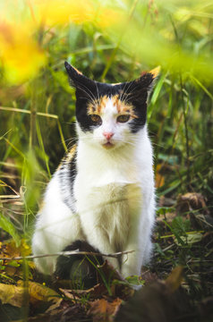Vertical photo of a calico cat on a background of thick autumn grass