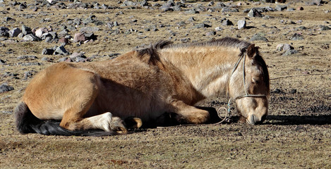 Cheval qui dort dans la cordillère des Andes au Pérou