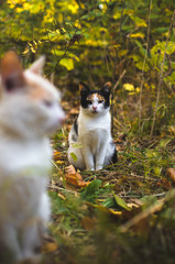 Naklejka na ściany i meble Calico cat in the background in the autumn grass