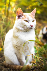 Fototapeta premium White cat full growth in bright grass