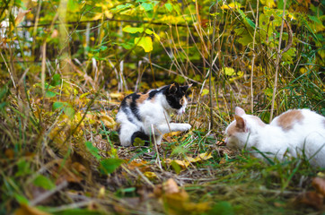 A cat pulls a paw to another cat in the grass