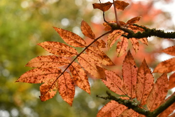 leaves in autumn