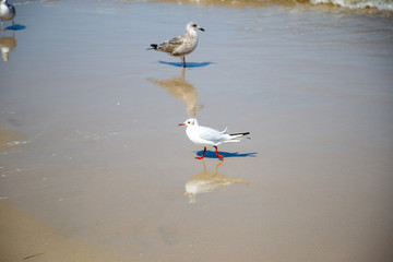 Many seagulls on the beach at the Baltic Sea search for food