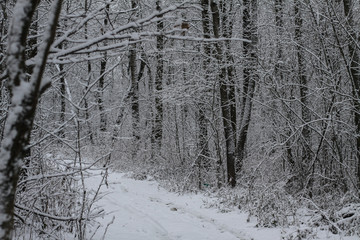 Beautiful winter landscape in the forest. Road outside the city and snowfall. Snowdrifts in the park and uncleaned street. Christmas and New Year background