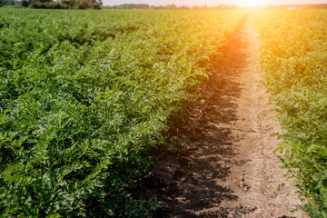 Long field and rows of carrots. Blue summer sky.