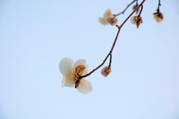 Magnolia