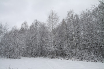 Beautiful winter landscape on a background of trees and forest. Christmas and New Year mood. Snowfall and the view as in a fairy tale