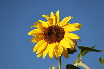 Sonnenblume