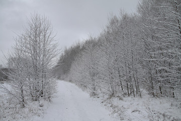 Beautiful winter landscape on a background of trees and forest. Christmas and New Year mood. Snowfall and the view as in a fairy tale