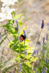 A butterfly peacock eye on a white flower