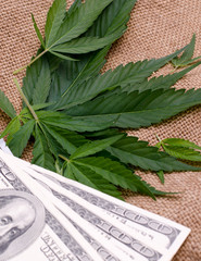 Fresh green cannabis leaves and US dollar bills on sackcloth surface.