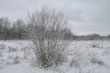 Beautiful winter landscape on a background of trees and forest. Christmas and New Year mood. Snowfall and the view as in a fairy tale