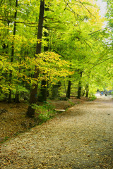 Alley in the autumn park. Swietokrzyskie Mountains, Poland.
